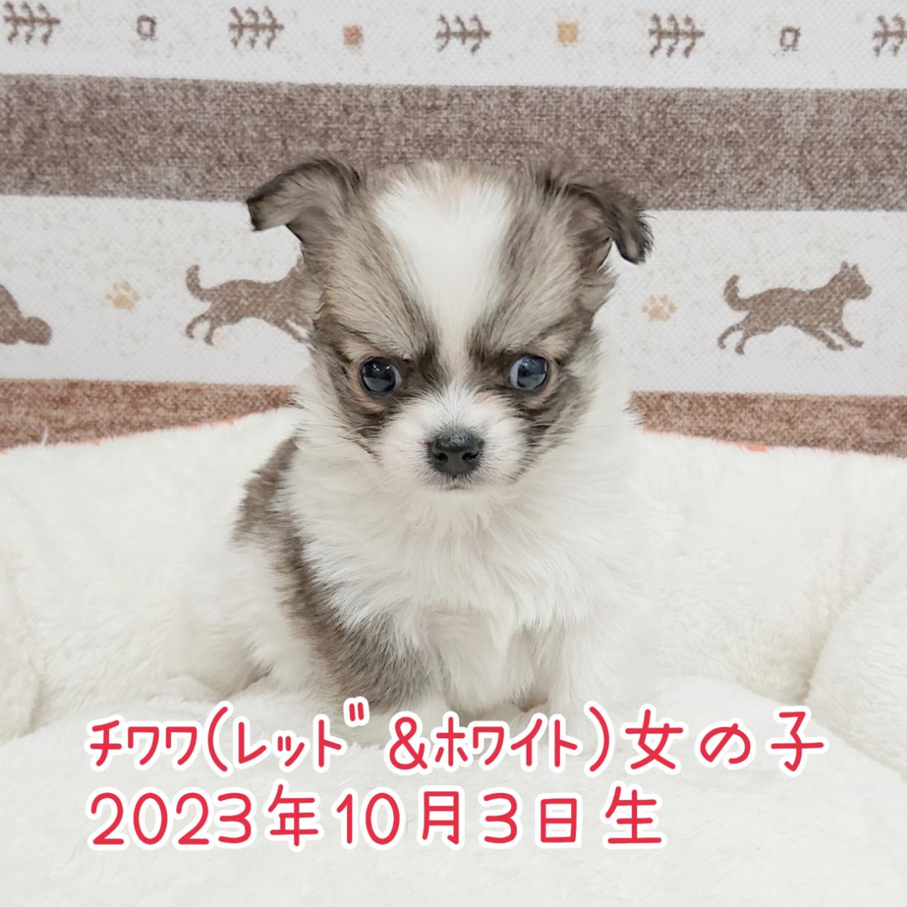 チワワ｜ペット検索｜ペット大好き！